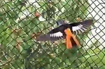 Safety Nets in Chennai